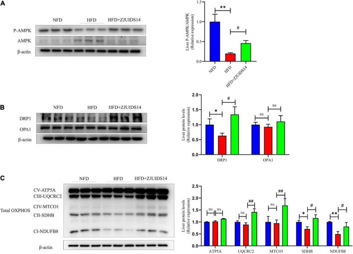 https://cdn.ncbi.nlm.nih.gov/pmc/blobs/d673/9868733/19ce430536fb/fnut-09-1071284-g005.jpg
