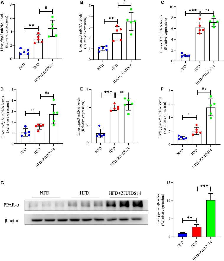 https://cdn.ncbi.nlm.nih.gov/pmc/blobs/d673/9868733/fb42b4bb615b/fnut-09-1071284-g004.jpg