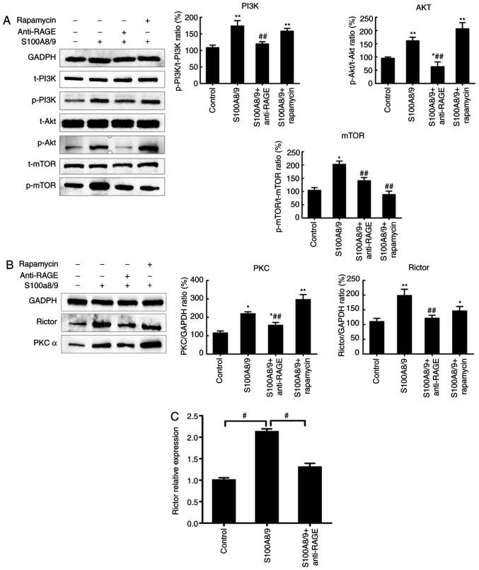 https://cdn.ncbi.nlm.nih.gov/pmc/blobs/d675/7646991/8c934e3ab9f2/MMR-22-06-5293-g03.jpg