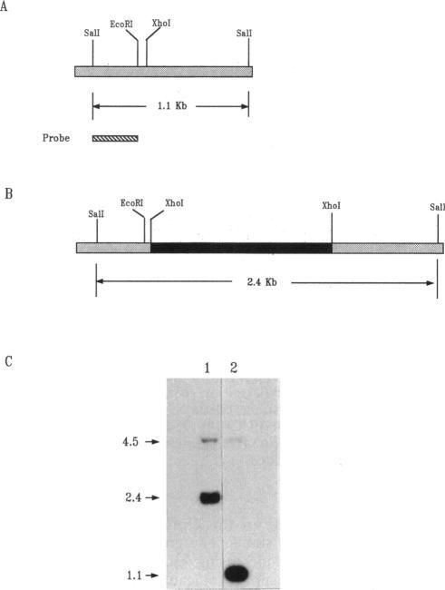 https://cdn.ncbi.nlm.nih.gov/pmc/blobs/d676/206954/4e6ded452da7/jbacter00066-0057-a.jpg