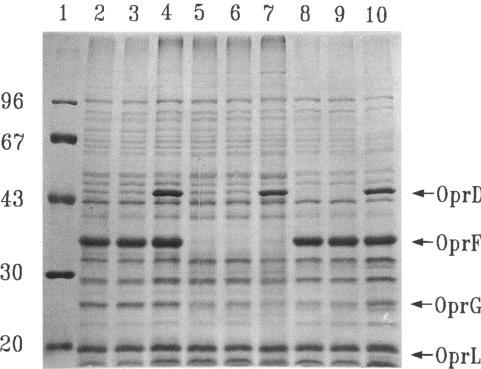 https://cdn.ncbi.nlm.nih.gov/pmc/blobs/d676/206954/f8300fae01f7/jbacter00066-0058-a.jpg