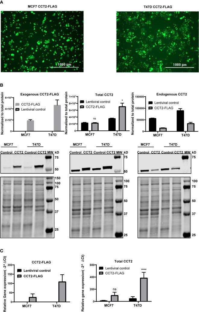 https://cdn.ncbi.nlm.nih.gov/pmc/blobs/d678/8121004/6da57ea015cc/fonc-11-663877-g002.jpg