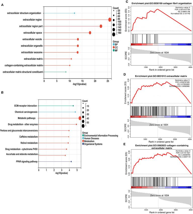 https://cdn.ncbi.nlm.nih.gov/pmc/blobs/d679/12279720/05cd027e1676/fmed-12-1618471-g005.jpg