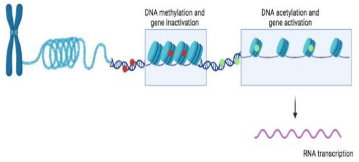 https://cdn.ncbi.nlm.nih.gov/pmc/blobs/d679/8836069/62e56fa8a8e1/ijms-23-01759-g003.jpg