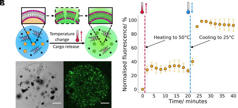 https://cdn.ncbi.nlm.nih.gov/pmc/blobs/d67a/10466294/155c6c1fc6a0/pnas.2307772120fig04.jpg