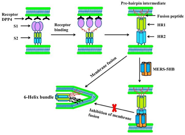 https://cdn.ncbi.nlm.nih.gov/pmc/blobs/d67d/5618021/4906292bd963/viruses-09-00255-g006.jpg