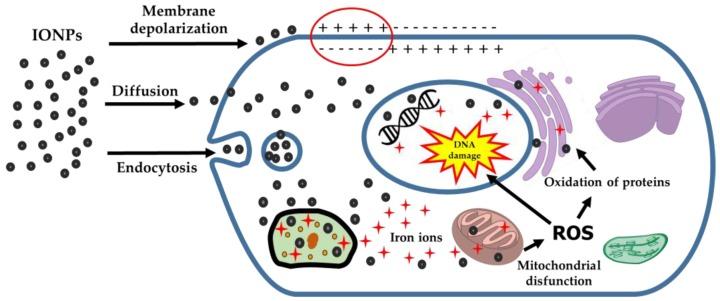 https://cdn.ncbi.nlm.nih.gov/pmc/blobs/d67d/6023022/49a7531c55c8/antibiotics-07-00046-g003.jpg