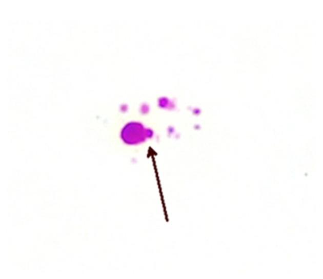 https://cdn.ncbi.nlm.nih.gov/pmc/blobs/d685/10886072/9bdee51999bc/antibiotics-13-00158-g004.jpg