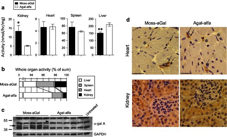 https://cdn.ncbi.nlm.nih.gov/pmc/blobs/d686/4754329/a439f5a3ca93/10545_2015_9886_Fig2_HTML.jpg