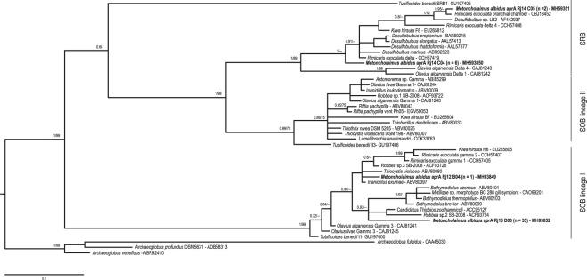 https://cdn.ncbi.nlm.nih.gov/pmc/blobs/d687/6505526/275bcf68e1c5/41598_2019_43517_Fig2_HTML.jpg