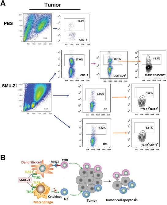 https://cdn.ncbi.nlm.nih.gov/pmc/blobs/d689/6523386/0539678f1e68/ADVS-6-1802042-g006.jpg