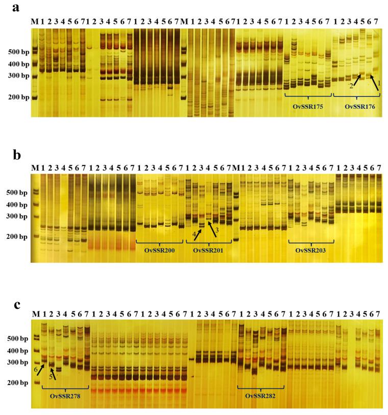https://cdn.ncbi.nlm.nih.gov/pmc/blobs/d68c/10138667/8738c72ca365/ijms-24-07320-g004.jpg