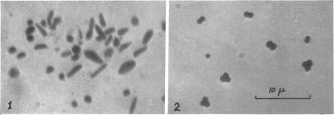 https://cdn.ncbi.nlm.nih.gov/pmc/blobs/d68c/386254/ff64084a7575/jbacter00602-0146-a.jpg