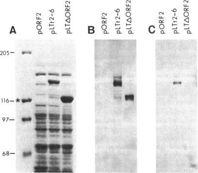 https://cdn.ncbi.nlm.nih.gov/pmc/blobs/d68c/391639/3b024915faef/pnas00617-0073-a.jpg