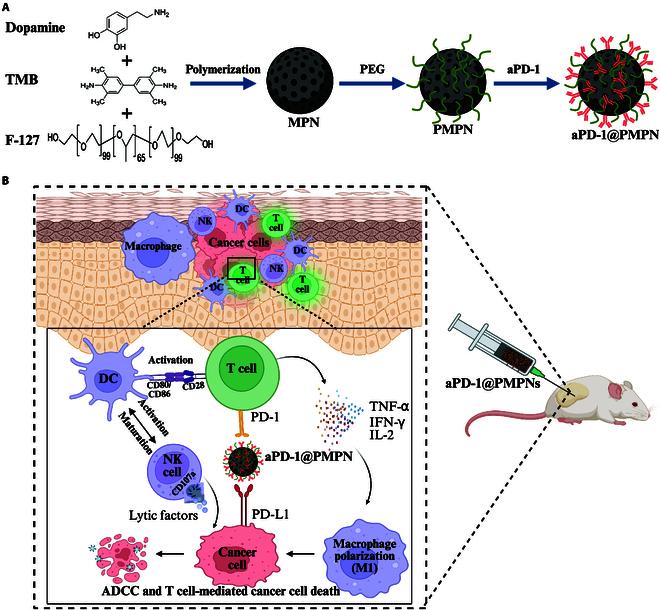 https://cdn.ncbi.nlm.nih.gov/pmc/blobs/d68e/12231238/ef0de7558825/bmr.0221.fig.001.jpg