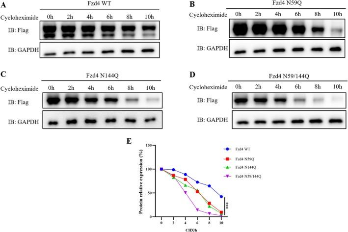 https://cdn.ncbi.nlm.nih.gov/pmc/blobs/d698/11997252/9bc6ce996d04/JCMM-29-e70539-g003.jpg