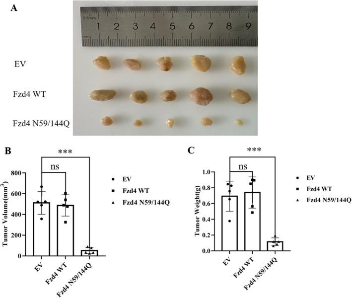 https://cdn.ncbi.nlm.nih.gov/pmc/blobs/d698/11997252/c67960c48062/JCMM-29-e70539-g005.jpg