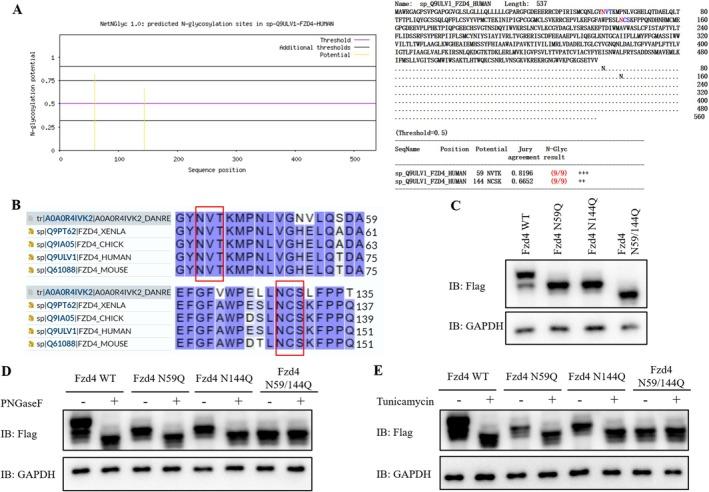 https://cdn.ncbi.nlm.nih.gov/pmc/blobs/d698/11997252/e25714370837/JCMM-29-e70539-g006.jpg