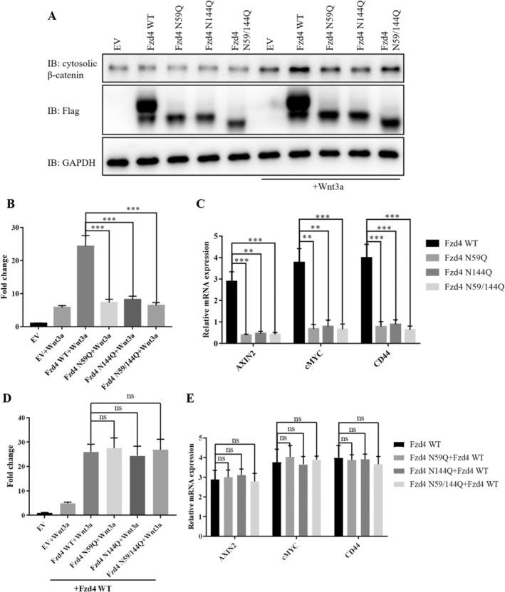 https://cdn.ncbi.nlm.nih.gov/pmc/blobs/d698/11997252/e70bb291798a/JCMM-29-e70539-g002.jpg