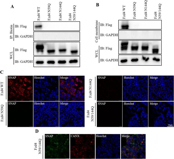 https://cdn.ncbi.nlm.nih.gov/pmc/blobs/d698/11997252/f90a270fda1c/JCMM-29-e70539-g007.jpg