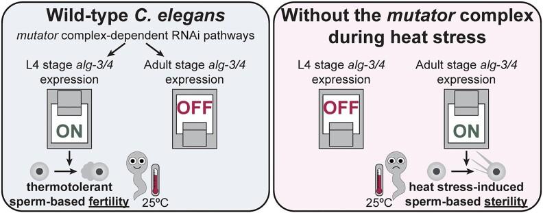 https://cdn.ncbi.nlm.nih.gov/pmc/blobs/d69a/11381353/734150504449/gkae586figgra1.jpg