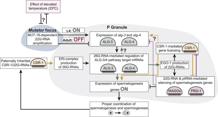 https://cdn.ncbi.nlm.nih.gov/pmc/blobs/d69a/11381353/be4244c35a76/gkae586fig7.jpg