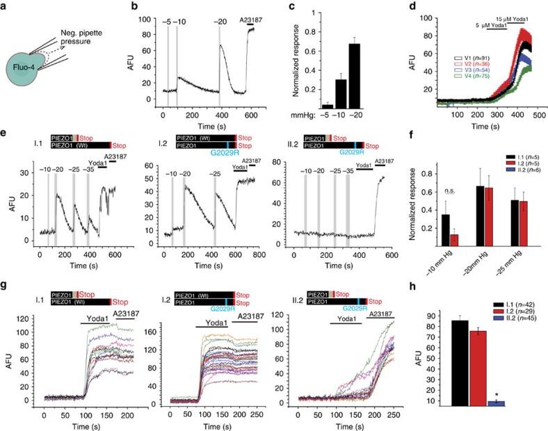 https://cdn.ncbi.nlm.nih.gov/pmc/blobs/d6a0/4595721/8783e173d6bd/ncomms9329-f2.jpg