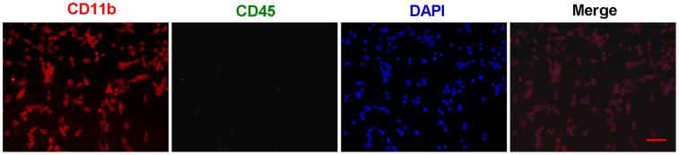 https://cdn.ncbi.nlm.nih.gov/pmc/blobs/d6a7/7803578/99398d640c09/aging-12-202349-g001.jpg