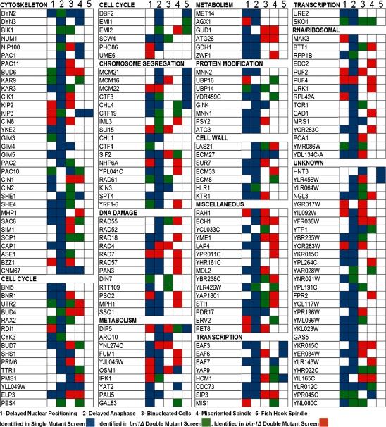 https://cdn.ncbi.nlm.nih.gov/pmc/blobs/d6b7/2812844/2d45f617b5a5/JCB_200909013_RGB_Fig2.jpg