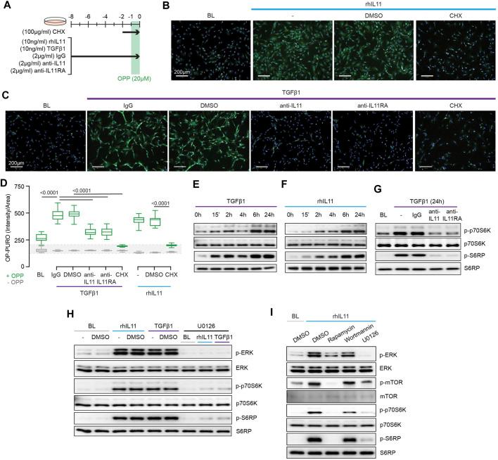 https://cdn.ncbi.nlm.nih.gov/pmc/blobs/d6bb/8505966/7d7557f518ea/fmolb-08-740650-g003.jpg