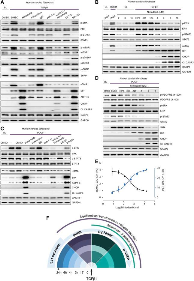 https://cdn.ncbi.nlm.nih.gov/pmc/blobs/d6bb/8505966/e04cd8eb04c0/fmolb-08-740650-g005.jpg