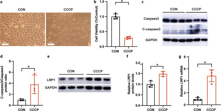 https://cdn.ncbi.nlm.nih.gov/pmc/blobs/d6bd/12112978/fddfbb60bd7c/kdd-2025-0011-0001-545851_F03.jpg