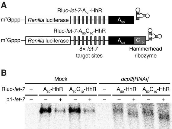 https://cdn.ncbi.nlm.nih.gov/pmc/blobs/d6bd/5029453/5d868bc98d69/1550F1.jpg