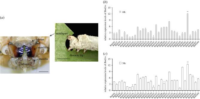 https://cdn.ncbi.nlm.nih.gov/pmc/blobs/d6bd/9597409/e3ea3bf5b4ac/rspb20221427f01.jpg