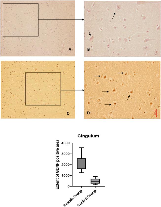 https://cdn.ncbi.nlm.nih.gov/pmc/blobs/d6c0/11335659/9963f32ee93b/fphar-15-1392832-g006.jpg