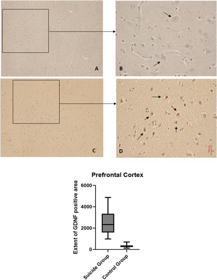 https://cdn.ncbi.nlm.nih.gov/pmc/blobs/d6c0/11335659/c4b81b2569c9/fphar-15-1392832-g002.jpg