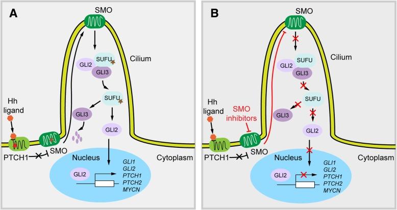 https://cdn.ncbi.nlm.nih.gov/pmc/blobs/d6c1/6668073/b1c72336292a/40478_2019_773_Fig4_HTML.jpg