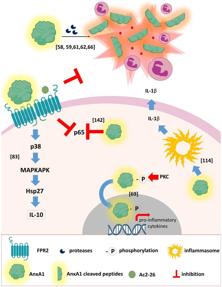 https://cdn.ncbi.nlm.nih.gov/pmc/blobs/d6c3/10137178/3da0275a8e5b/cells-12-01131-g001.jpg