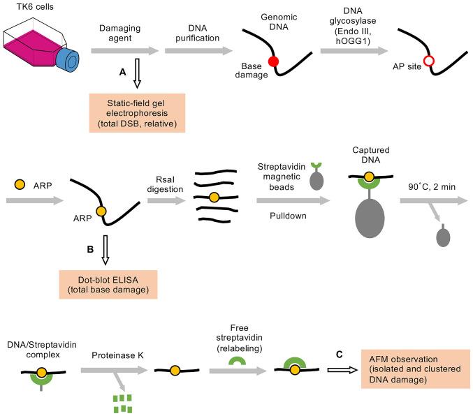 https://cdn.ncbi.nlm.nih.gov/pmc/blobs/d6c4/9060515/b36b5008d2da/pnas.2119132119fig01.jpg