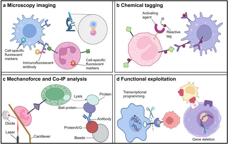 https://cdn.ncbi.nlm.nih.gov/pmc/blobs/d6c6/11382761/21bd3066cabd/41392_2024_1888_Fig4_HTML.jpg