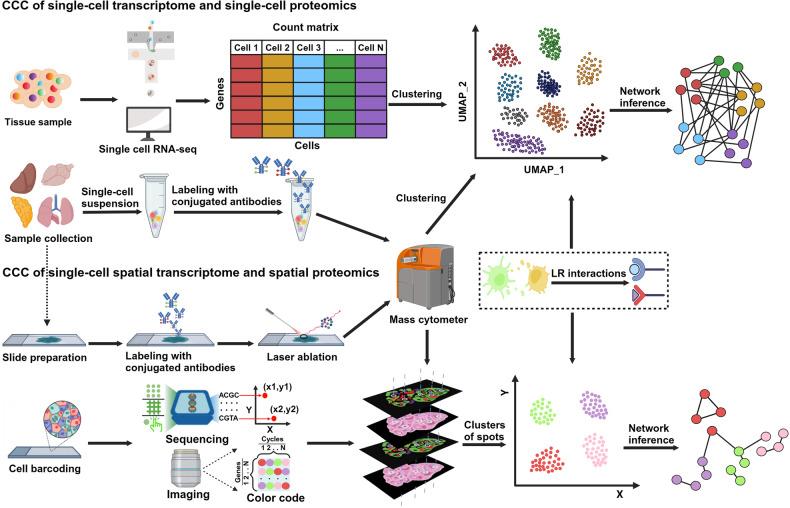 https://cdn.ncbi.nlm.nih.gov/pmc/blobs/d6c6/11382761/f913a4494b01/41392_2024_1888_Fig6_HTML.jpg