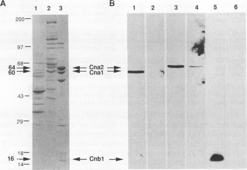 https://cdn.ncbi.nlm.nih.gov/pmc/blobs/d6ca/364595/0328e764d6d0/molcellb00030-0159-a.jpg