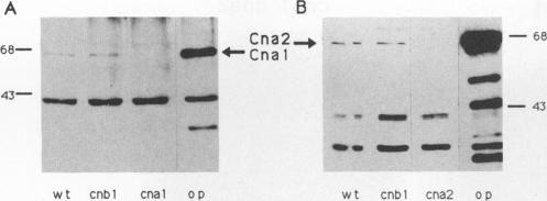 https://cdn.ncbi.nlm.nih.gov/pmc/blobs/d6ca/364595/4c7b980a2376/molcellb00030-0161-a.jpg