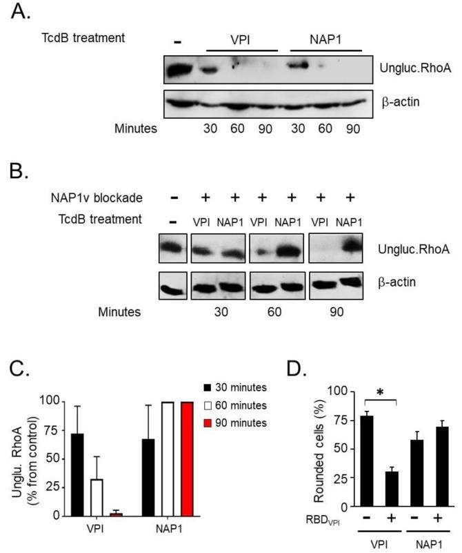 https://cdn.ncbi.nlm.nih.gov/pmc/blobs/d6d2/6628394/6c266ab5e789/toxins-11-00348-g007.jpg