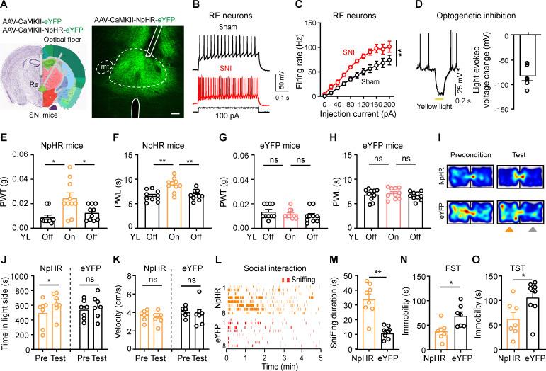 https://cdn.ncbi.nlm.nih.gov/pmc/blobs/d6d3/12091829/2e708534581c/pbio.3003170.g003.jpg