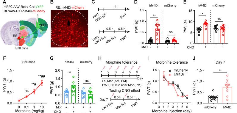 https://cdn.ncbi.nlm.nih.gov/pmc/blobs/d6d3/12091829/67823bc34aca/pbio.3003170.g007.jpg