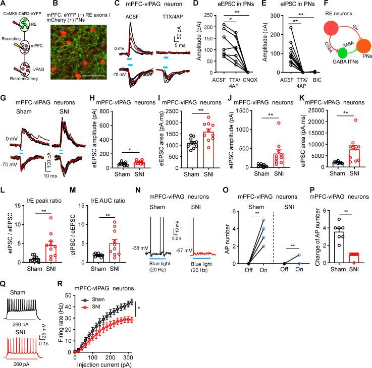 https://cdn.ncbi.nlm.nih.gov/pmc/blobs/d6d3/12091829/9e51b74e339e/pbio.3003170.g004.jpg