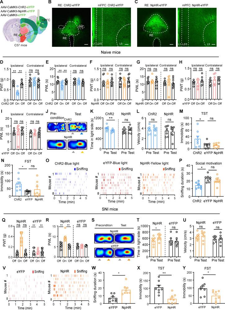 https://cdn.ncbi.nlm.nih.gov/pmc/blobs/d6d3/12091829/d745836b0a29/pbio.3003170.g005.jpg