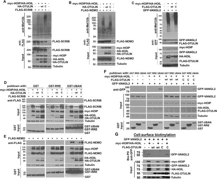 https://cdn.ncbi.nlm.nih.gov/pmc/blobs/d6d4/10445738/d0625984fa01/dmm-16-049762-g4.jpg