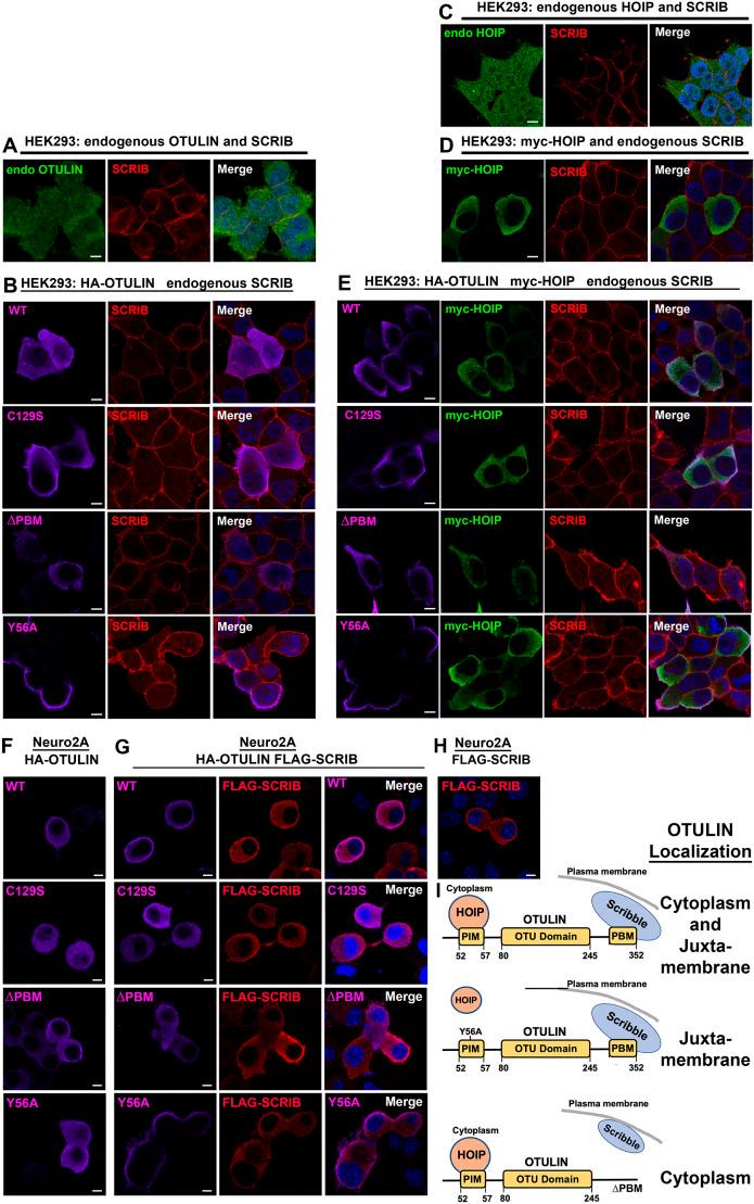 https://cdn.ncbi.nlm.nih.gov/pmc/blobs/d6d4/10445738/e3cede394817/dmm-16-049762-g2.jpg